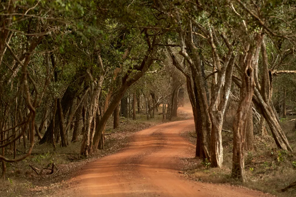 Wilpattu National Park